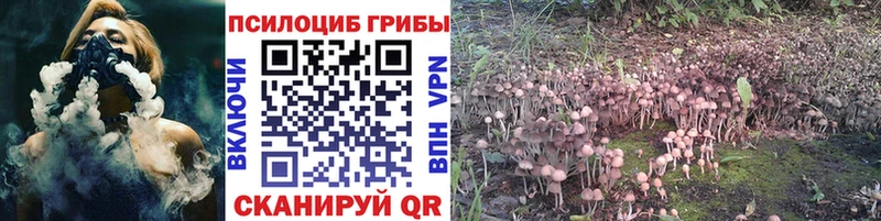 наркотики  Кочубеевское  Галлюциногенные грибы Psilocybine cubensis 